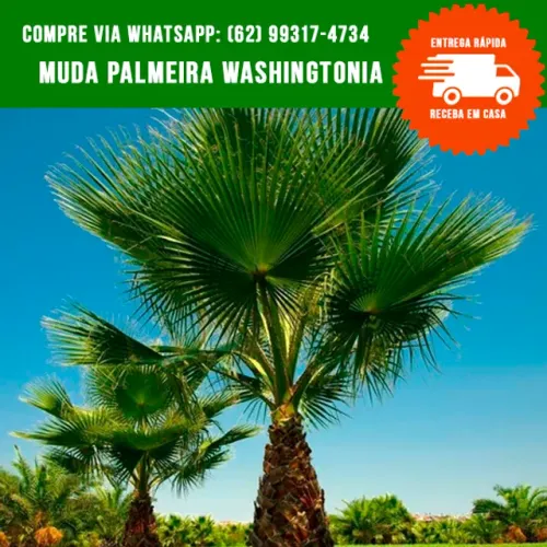 Mudas de Palmeira Washingtonia