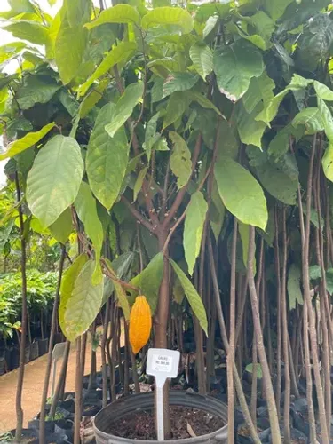 Muda de Cacau Produzindo