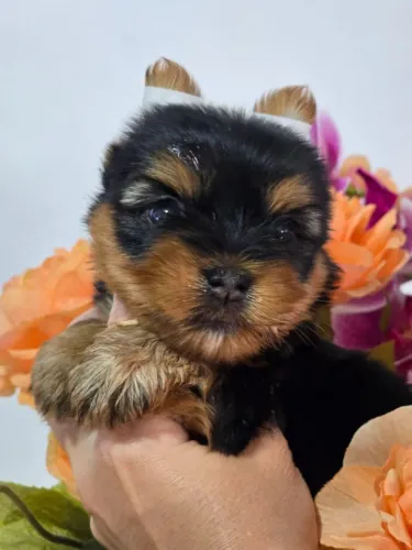 Yorkshire fêmea azul aço e castanho,  carinhosa e porte pequeno 