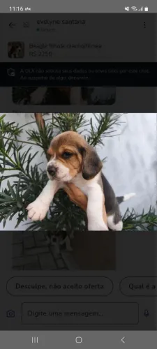 beagles vacinados