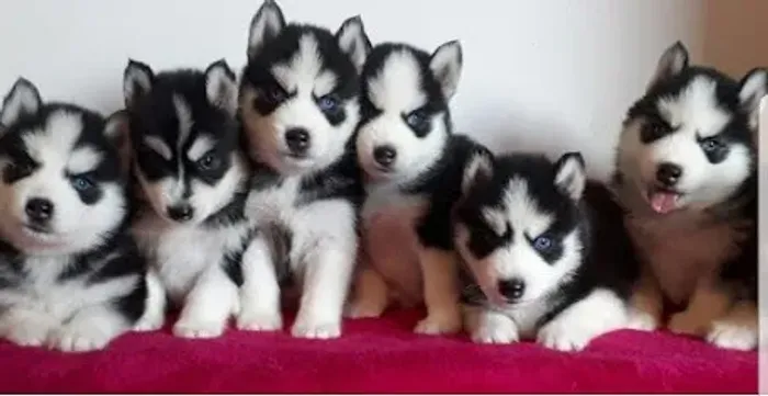 Husky Siberiano Uma Raça com Carisma Inigualável