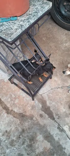 Filhotes de pinsher n1