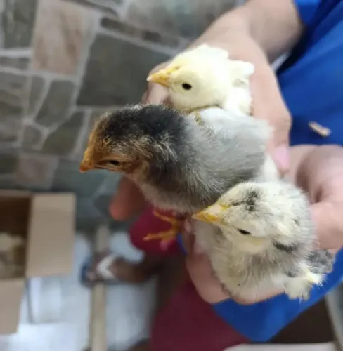 Pintinhos da Raça Sura