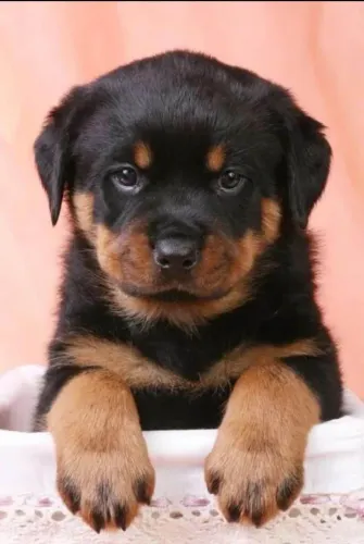 Quem Disse Que Amor Não Se Compra? Filhote de Rottweiler!