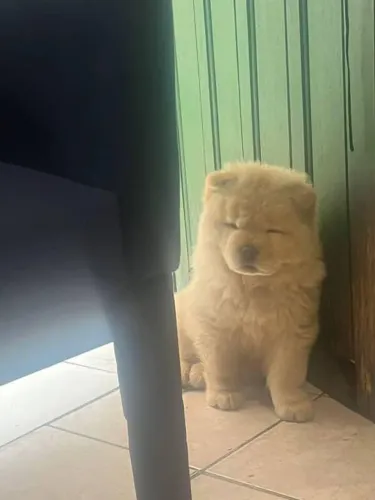 Filhote Chow-chow, O amor verdadeiro tem focinho molhado e patinhas fofas!