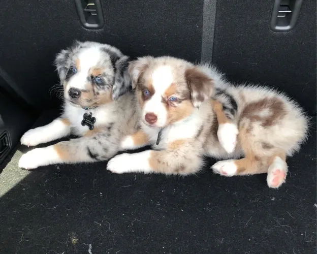 Border collie somos criadores especialistas