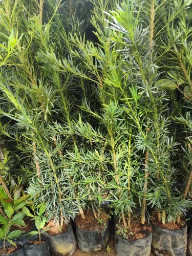 MUDAS DE  PODOCARPUS CERCA-VIVA 