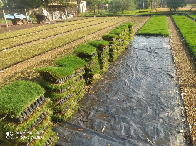 GRAMAS JA PLANTADAS!