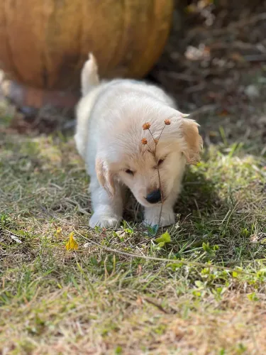Golden Retriever Carinhoso - Filhote Saudável e Pronto para Seu Lar!