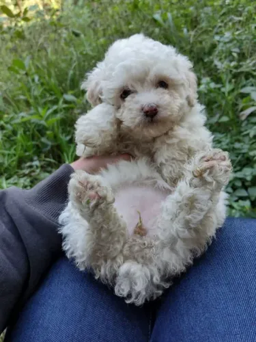 Poodle toy 