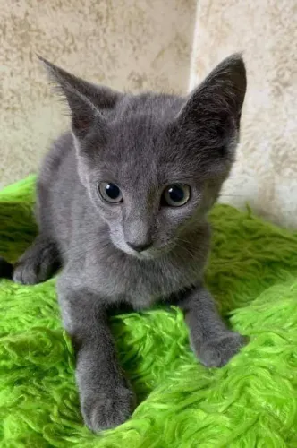 Cativantes Gatinhos Russian Blue 