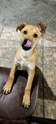Doa se cachorrinho SRD