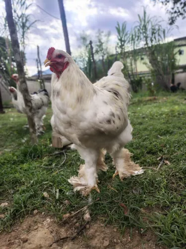 Galo Brahma raça pura 
