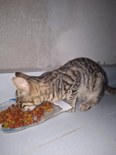 Gatos
