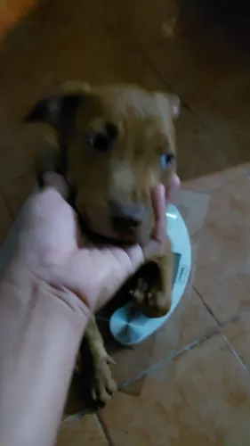 Pit bul
