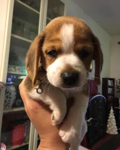 Filhotes de Beagle | Fofura que apaixona.