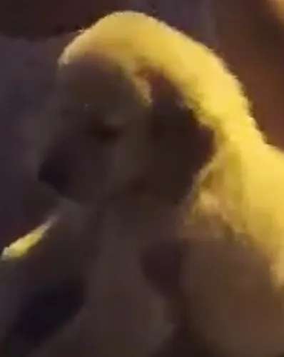 Golden retriever carinhoso e perfeito para familia 