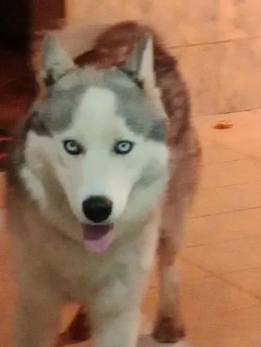 Huski siberiano