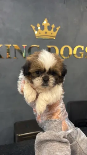 Encantadores Filhotes de Shih Tzu - Carinho, Elegância e o Companheiro Perfeito