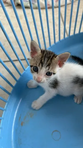 Doação de gatinhos