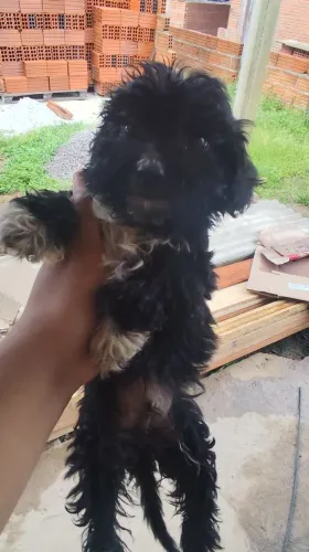 Cachorro poodle