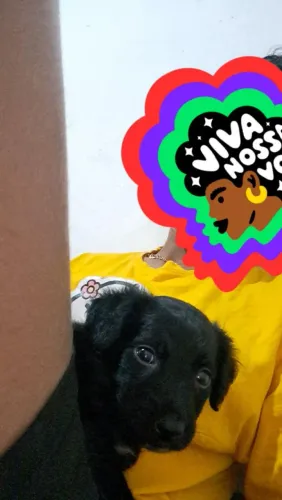 cachorra fêmea, para doação, vira-lata.