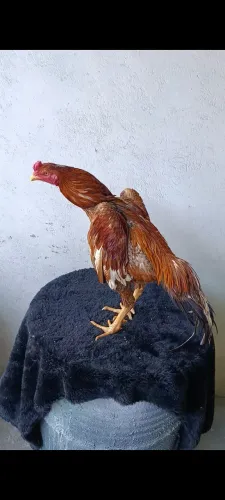 Galo, galinha da raça shamo puro.