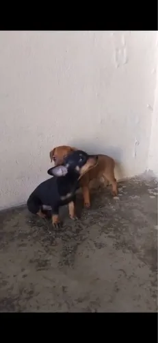 Pinscher número 01
