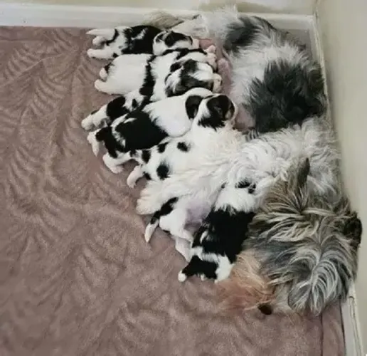 POODLE X SHITZU LINDOS FILHOTES