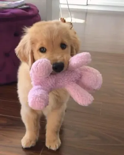 Filhotes de Golden Retriever | Alegria compartilhada todos os dias.