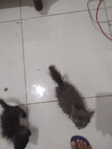Vende se gato persa show