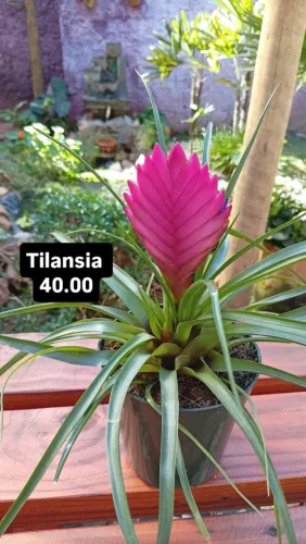 Plantas