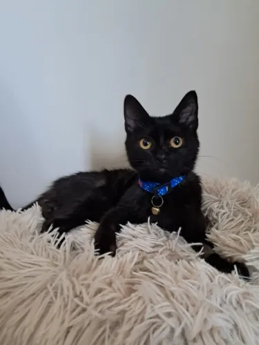 Doa-se lindo filhote de gato, macho,  resgatado de Apucarana 