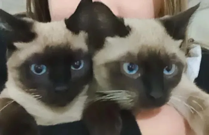 Doação de gatas siamês castradas