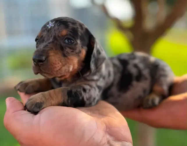 Dachshund arlequim