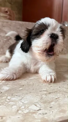 Shih Tzu Filhote - Ideal para Apartamentos