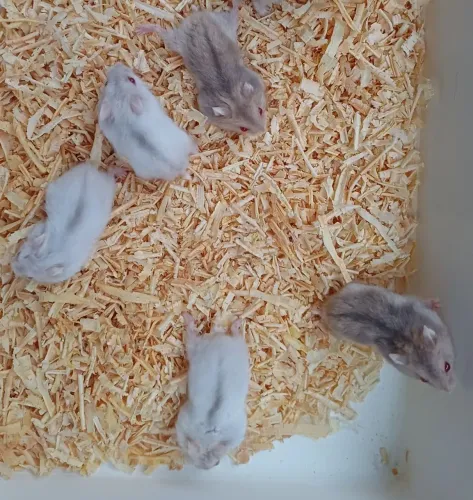 Hamster anão russo 