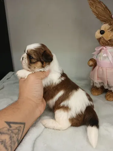 Filhote de shihtzu macho para reserva