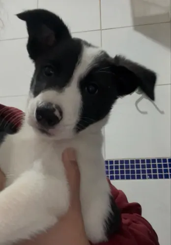 Border Collie Macho