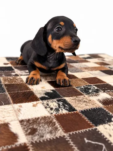 DACHSHUND LINGUICINHA PRETO COM CANELA
