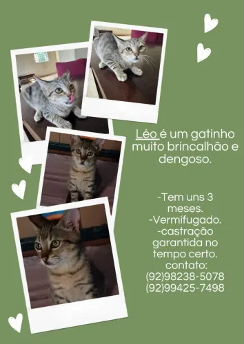 Gato para adoção