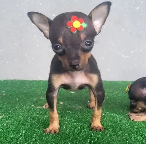 Pinscher miniatura 0 -Filhotes com garantia de vida e saúde