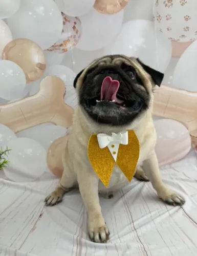 Filhotes de pug 