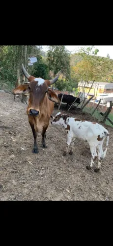 VENDO TOURO E VACAS 