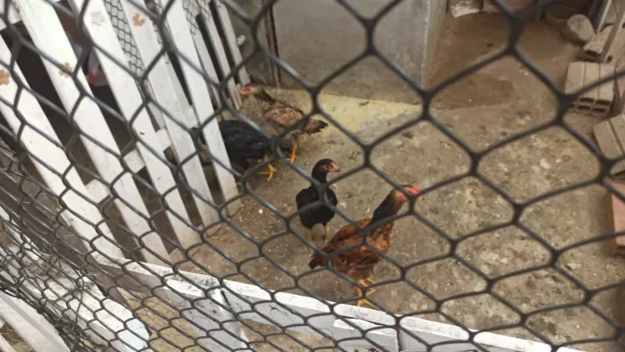 Frango e franga / filhote galo caboclo