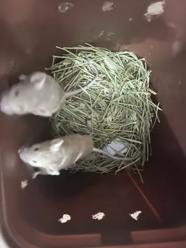 Doação de camundongos em Teresópolis
