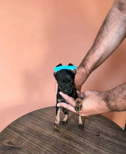 Pinscher filhote