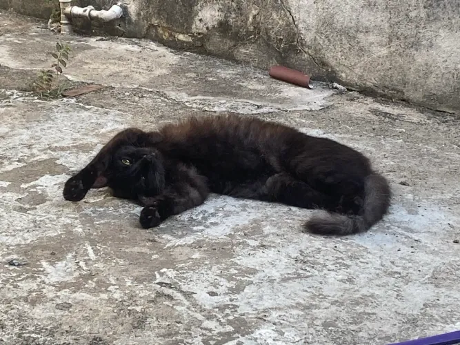 Doa-se gatinha castrada