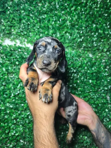 Dachshund perfeito para companhia diária