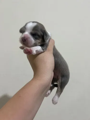 Lhasa apso